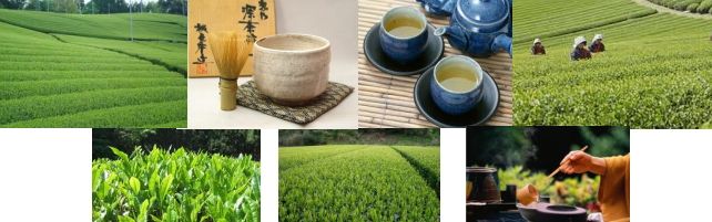 Japanese Green Tea Powder Stick Type Ito En Brand Cha 100 Product of