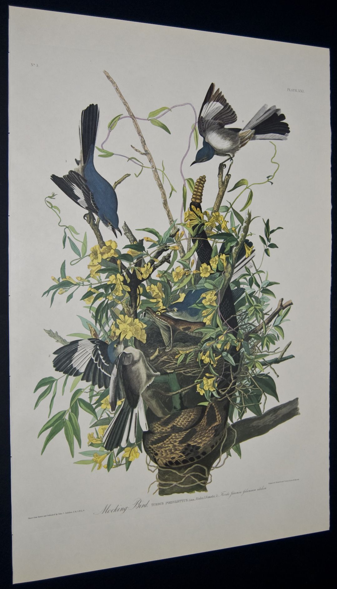 click here to see large image author john james audubon work birds of