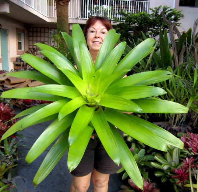 Bromeliads Vriecantarea Inferno Blooms Fire