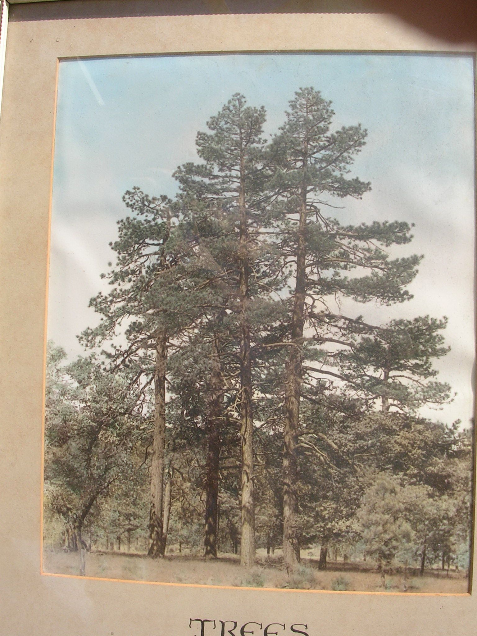 Antique Joyce Kilmer Trees Poem with Hand Tinted Photo Large 14 x 23  