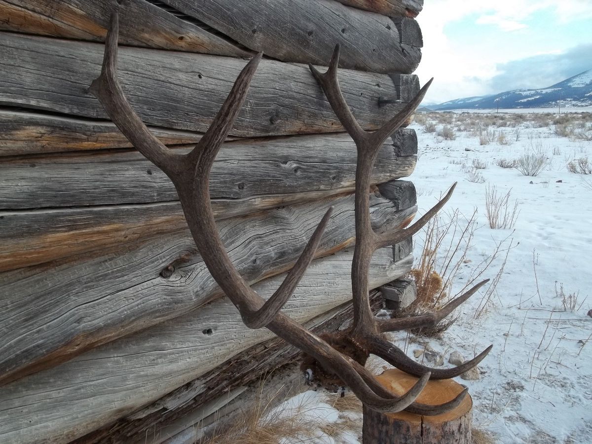 BEAUTIFUL NICE 6X6 SET OF BROWN ELK ANTLERS STILL ON SKULL, ANTLER