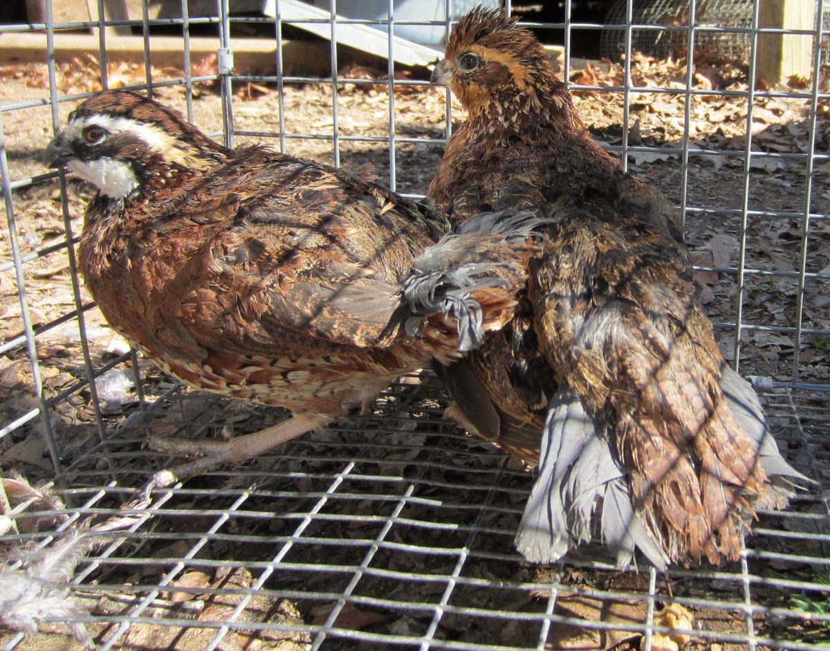 36 100 Pure Bred Giant Butler Bobwhite Quail Hatching Eggs