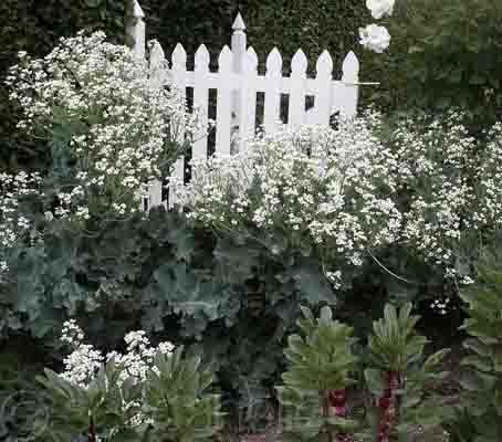 Crambe Maritima Seakale Lillywhite Heritage 10 Seeds