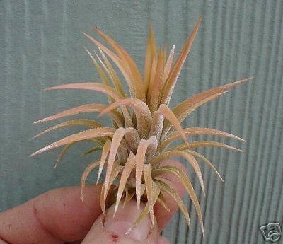 Tillandsia Ionantha Peach Air Plants