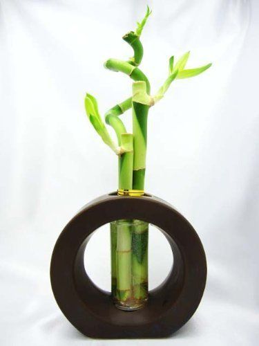 Live Spiral 3 Style Lucky Bamboo Plant Arrange w Ceramic Vase Brown