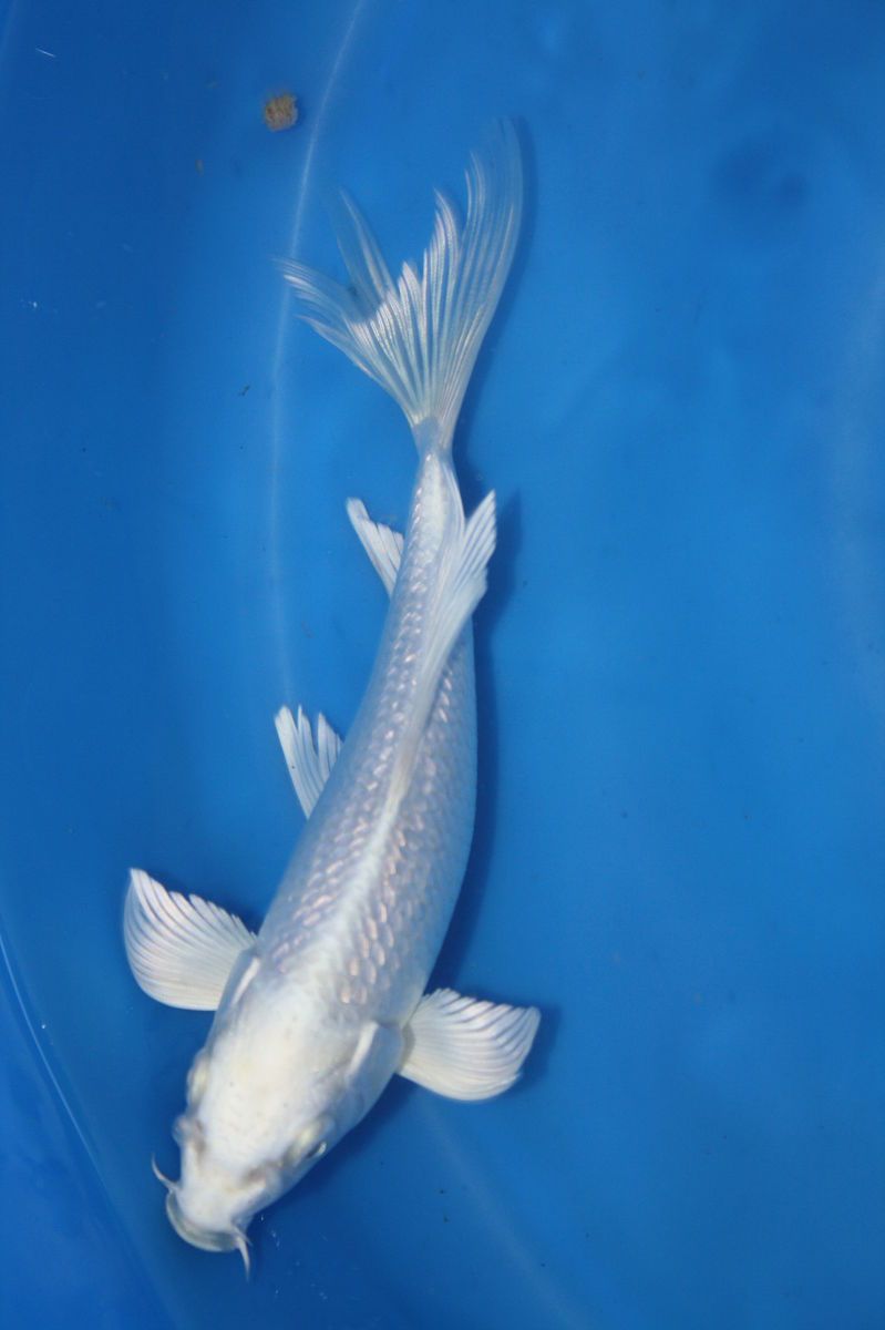 Ginrin Platinum Butterfly Live Koi Fish LUXORA1KOI