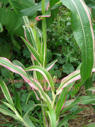 Heirloom Variegated Japonica Striped Maize Popcorn 50 Seeds