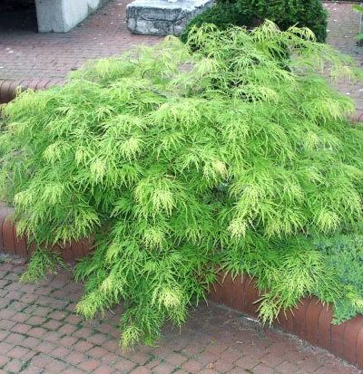 JAPONICUM GREEN CASCADE 25 SEEDS, JAPANESE MAPLE, BONSAI, SHADE TREE