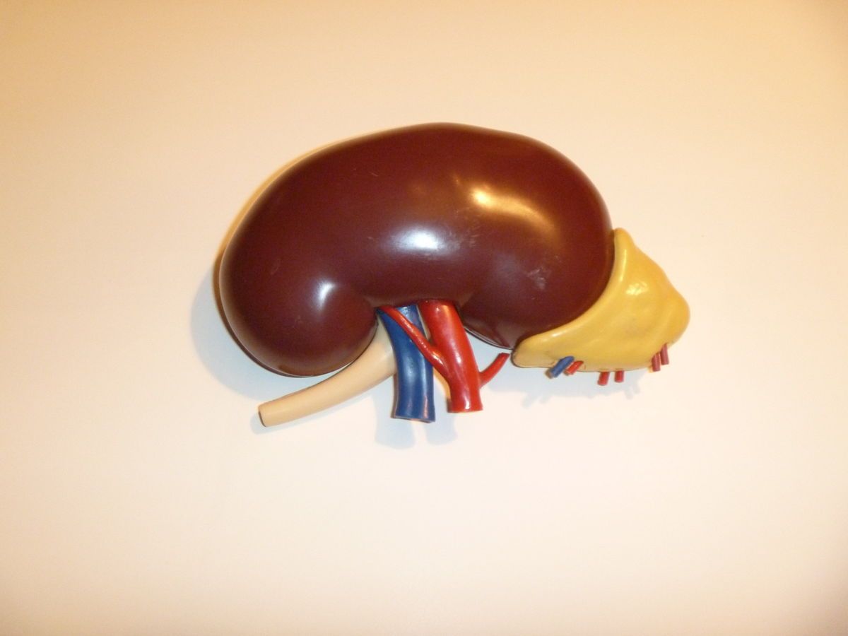 Vintage Merck Kidney Model 1959