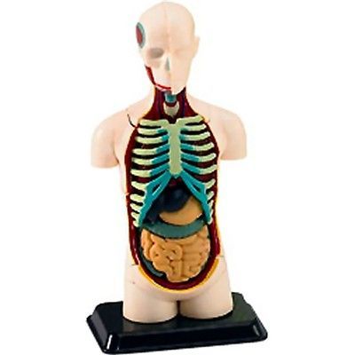 human body anatomy models