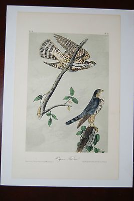 Audubon Birds of America Octavo 2nd Edition Lithograph Pigeon Falcon