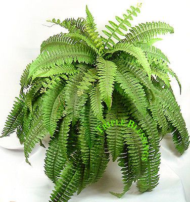 67 LEAVES BOSTON FERN LIFE LIKE SILK BUSH PLANT ARTIFICIAL 67t