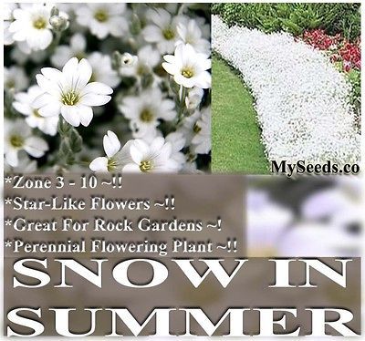 BULK Cerastium tomentosum Snow in Summer FLOWER SEEDS Rock Gardens