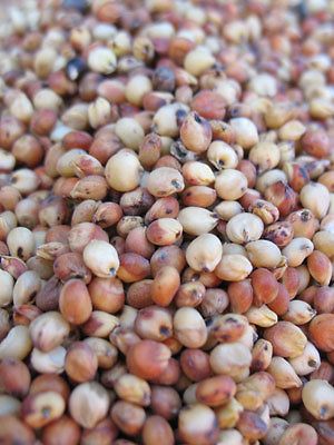 Wonder grain Sorghum (Milo) Green Manure, Bird food 1000 seeds