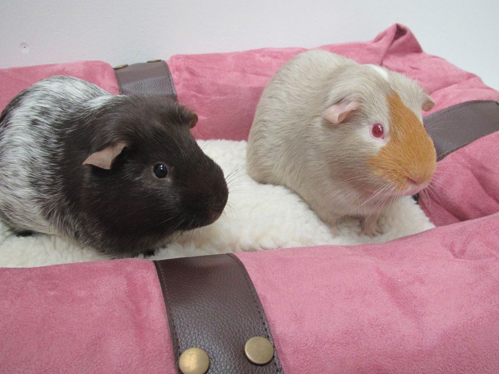 Rabbit, Ferret, Guinea Pig, Rat Luxury Critter Soft Fleece Bed for