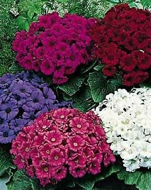 Cineraria Souvenir Mix Seeds