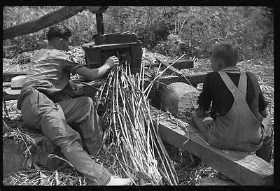 PhotoPressing juice from sugarcane to make sorghum,Racine ,West