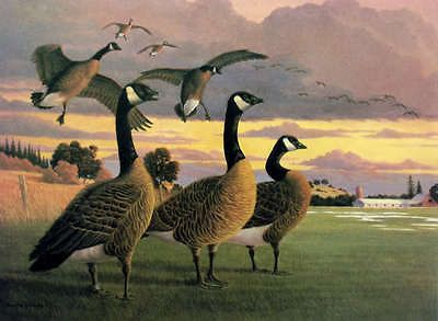 Print Art Lithograph Goose Artist Proof Print Ducks Unlimited Dowdy #4