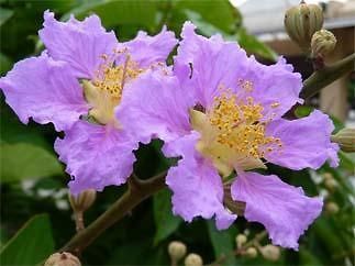 Queens Crepe Myrtle (Lagerstroemia speciosa)   Aeeds