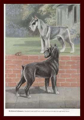 Schnauzers, Giant & Standard, See Frog by Megargee, Vintage Print 1958