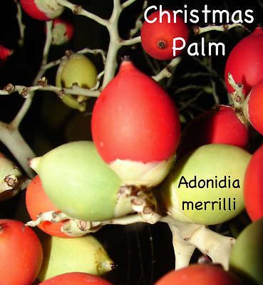 Adonidia merrilli ~CHRISTMAS PALM~ Excellent PATIO OUTDOOR TREE 50